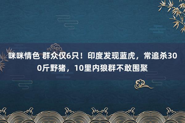 咪咪情色 群众仅6只！印度发现蓝虎，常追杀300斤野猪，10里内狼群不敢围聚