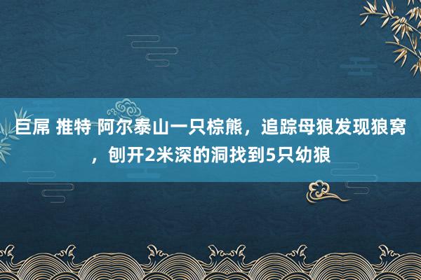 巨屌 推特 阿尔泰山一只棕熊，追踪母狼发现狼窝，刨开2米深的洞找到5只幼狼